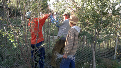Fencing